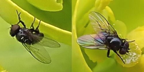 Agromyza sp.